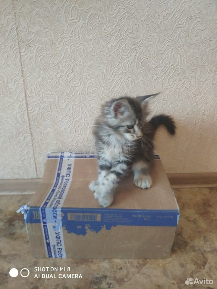 Котята Мейн Кун купить на Зозу.ру - фотография № 4