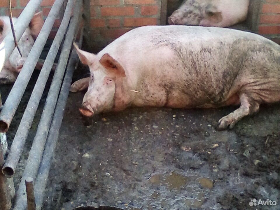 Свиньи живой вес купить на Зозу.ру - фотография № 1