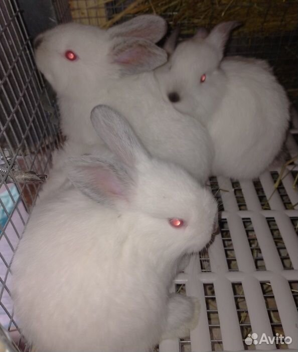 Кролики крольчата Калифорнийские купить на Зозу.ру - фотография № 3
