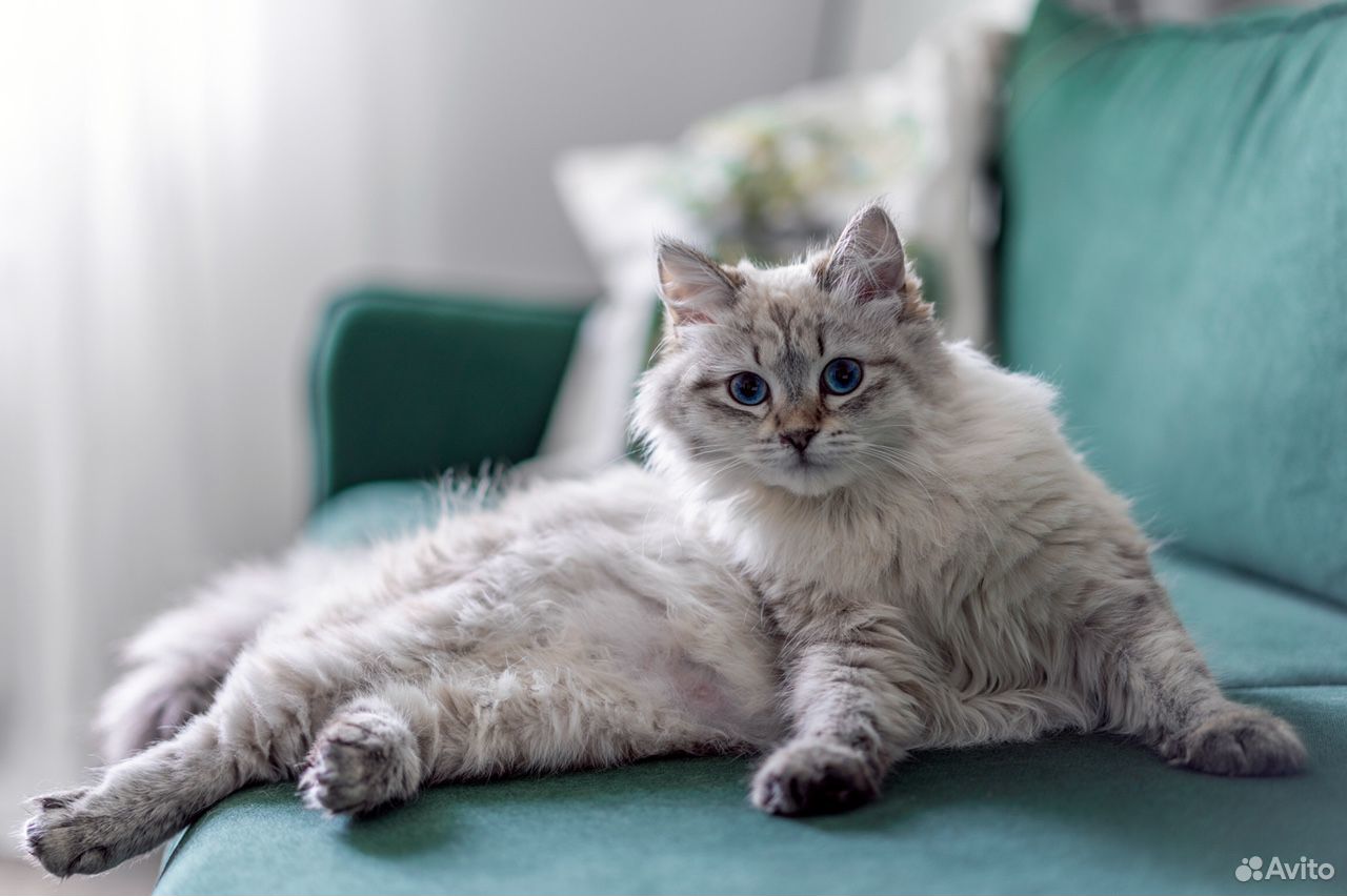 Невская маскарадная с человеком. Вязка невской маскарадной. Вязка невской маскарадной. Рэгдолл блю биколор. Вязка невской маскарадной.