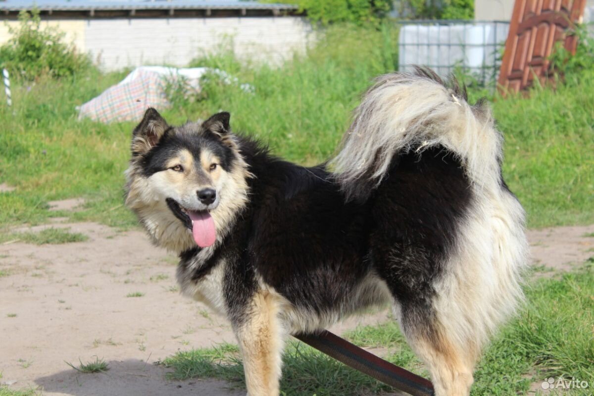 Красивая собака ищет дом купить на Зозу.ру - фотография № 4