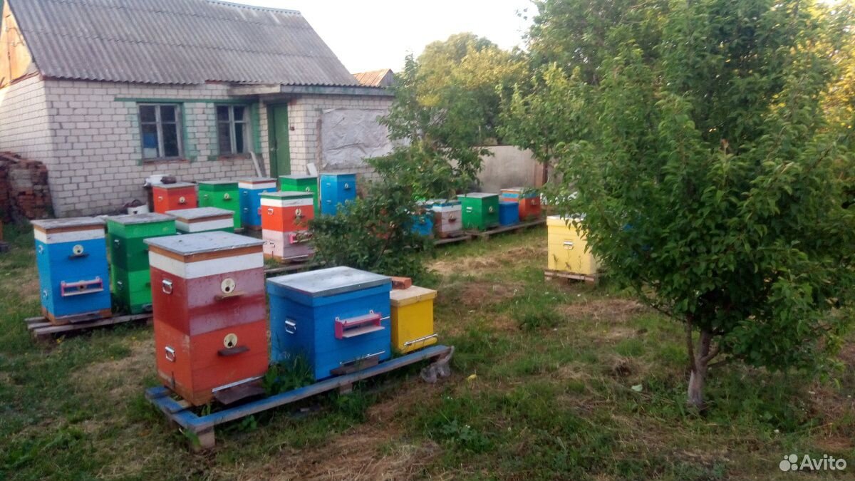 Продам пчелосемьи,отводки,пчелопакеты купить на Зозу.ру - фотография № 3
