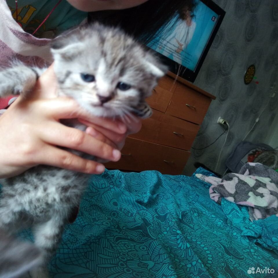 Отдадим котика от вислоухой кошечки в добрые руки купить на Зозу.ру - фотография № 3