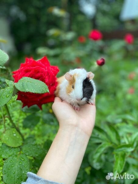 Питомник морских свинок в москве