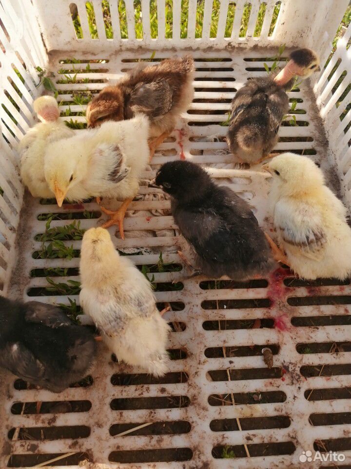 Цыплята кур несушек купить на Зозу.ру - фотография № 2