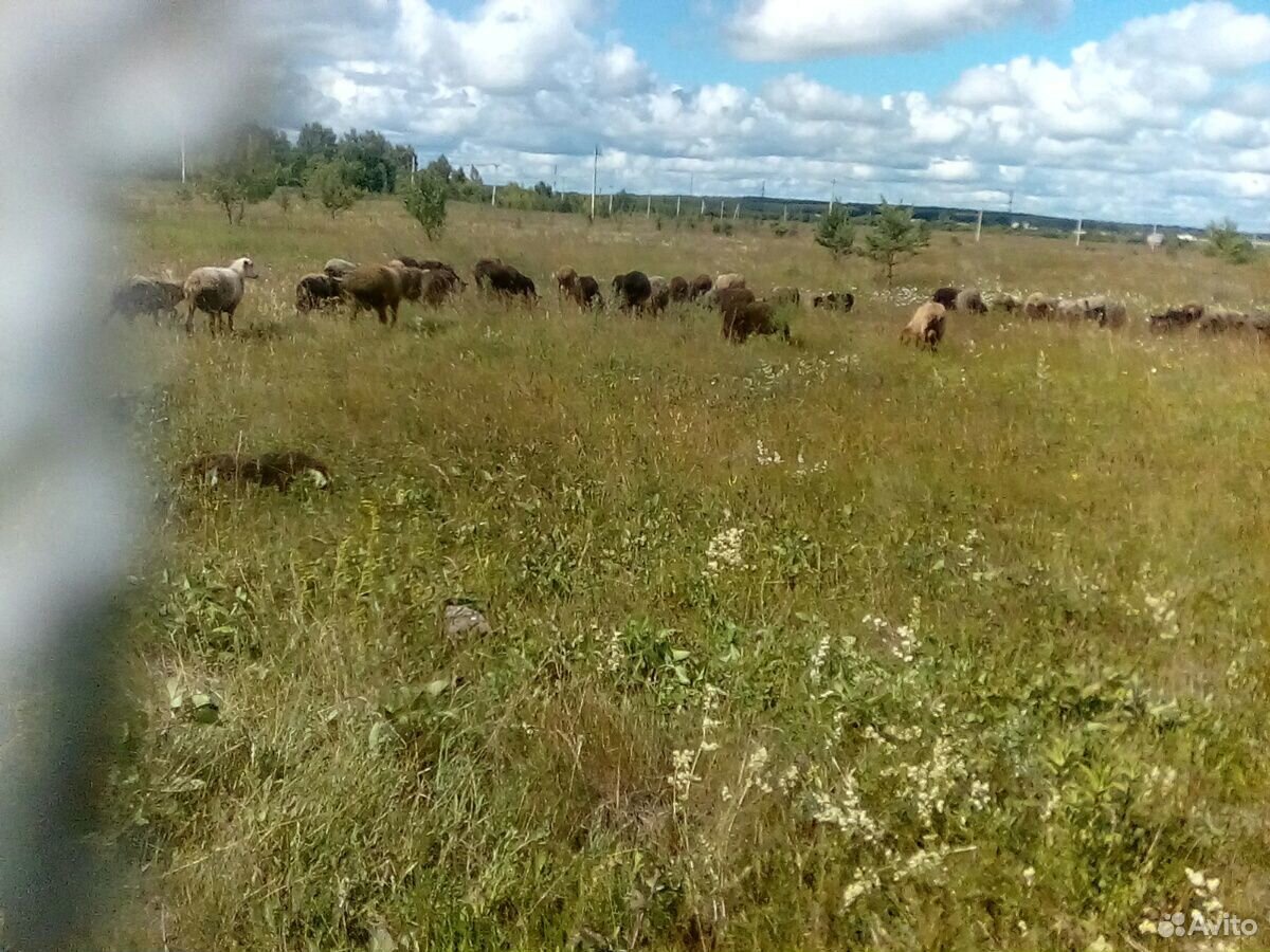 Овцы Бараны купить на Зозу.ру - фотография № 5