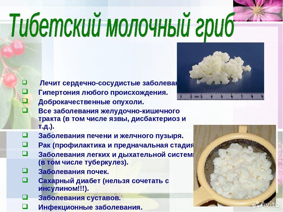 Кефирный гриб купить на Зозу.ру - фотография № 2
