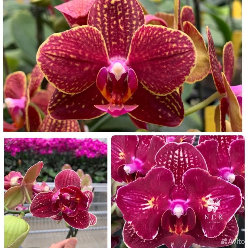 Орхидея Сорт Кимоно