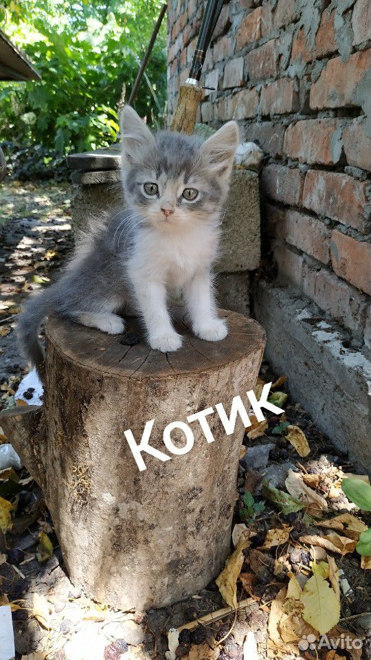 Пушистые котята от мамы мышеловки ищут заботливых купить на Зозу.ру - фотография № 1