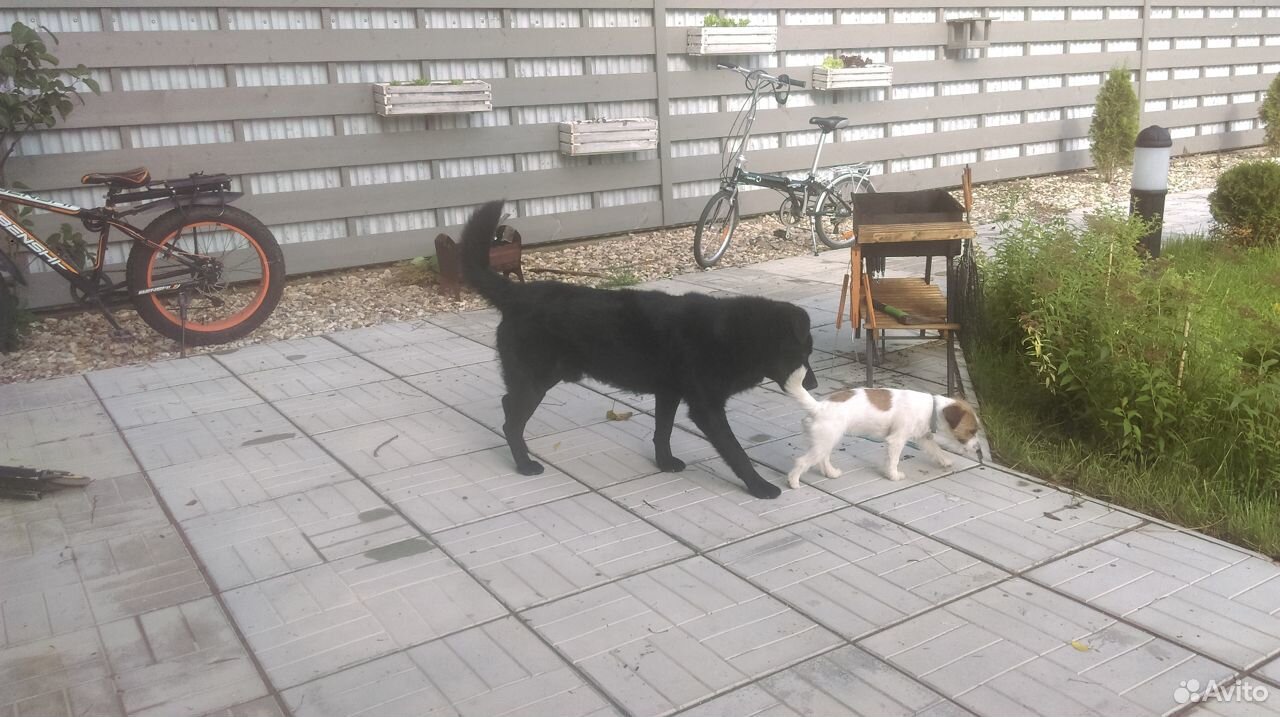 Молодой пёс Рембо ищет новых хозяев купить на Зозу.ру - фотография № 3
