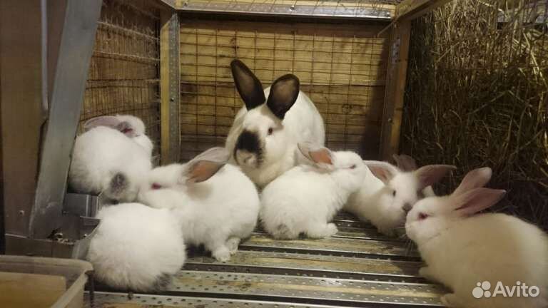 Калифорнийские кролики самки купить на Зозу.ру - фотография № 1