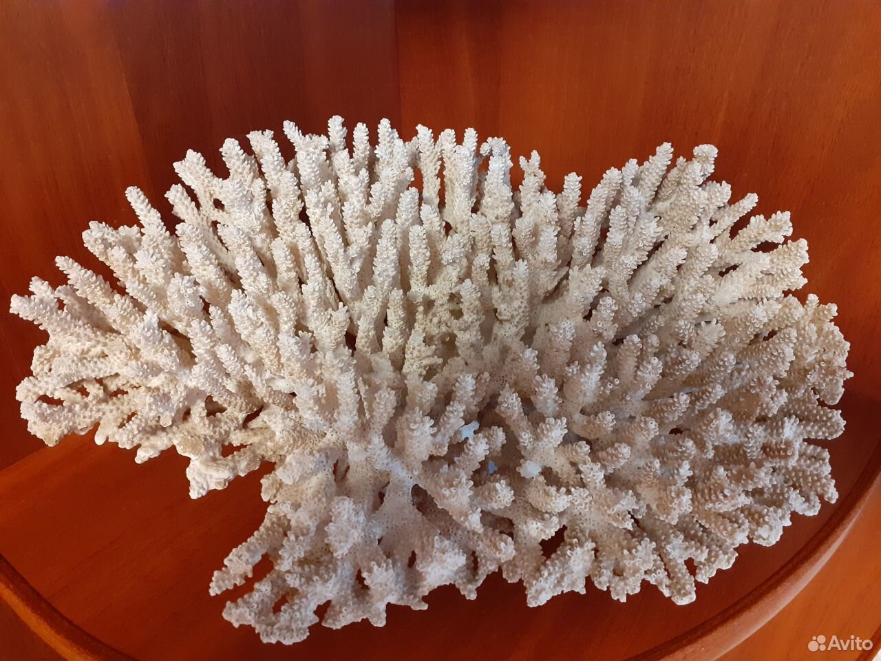 Большой куст коралла купить на Зозу.ру - фотография № 1