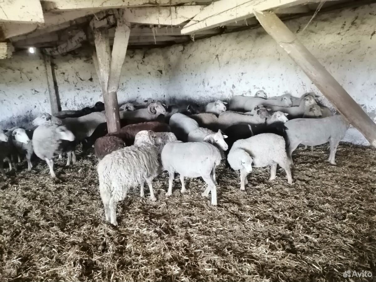Овце Матки и ягнята купить на Зозу.ру - фотография № 10
