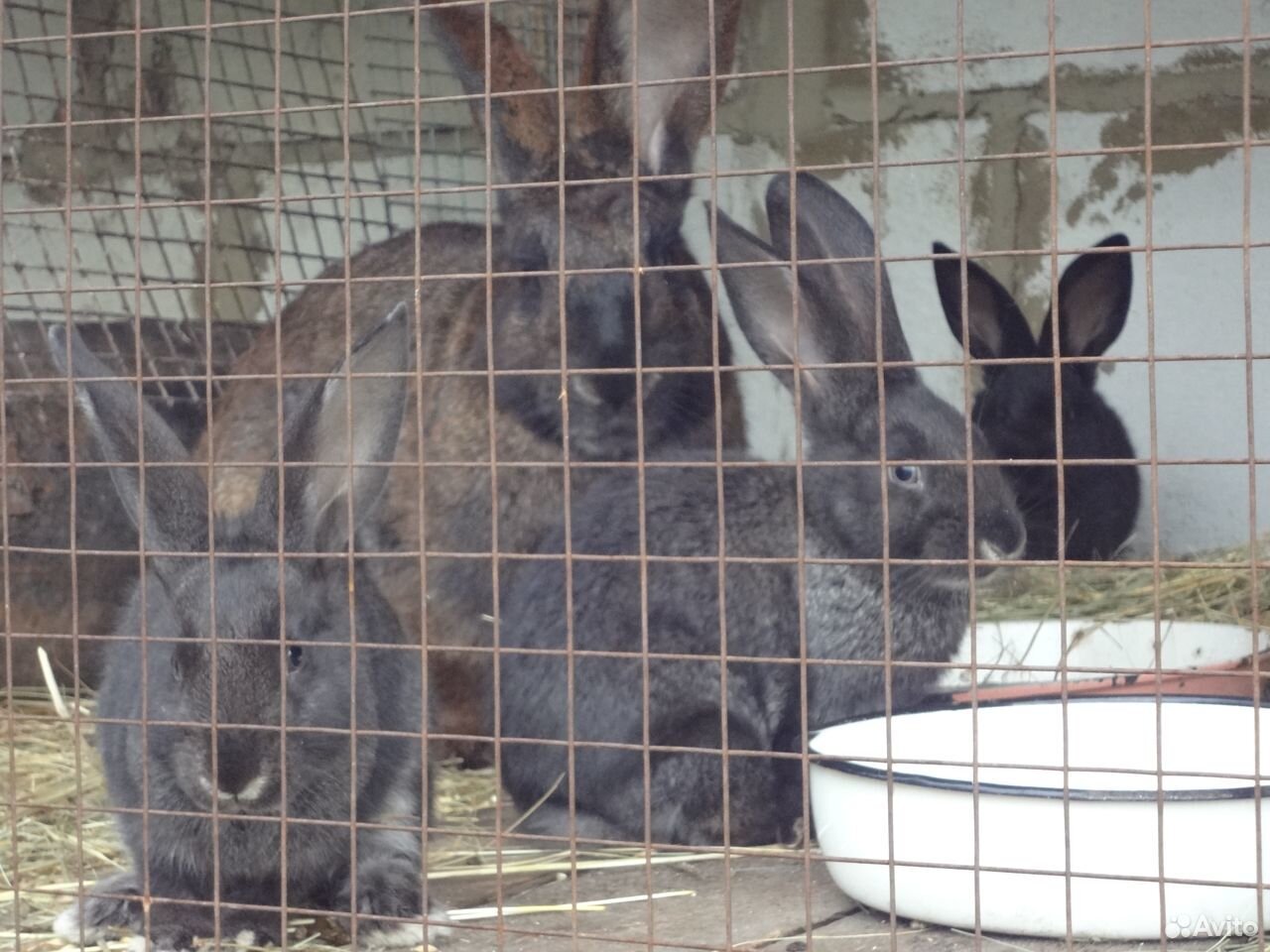 Продам кроликов подростковых купить на Зозу.ру - фотография № 4