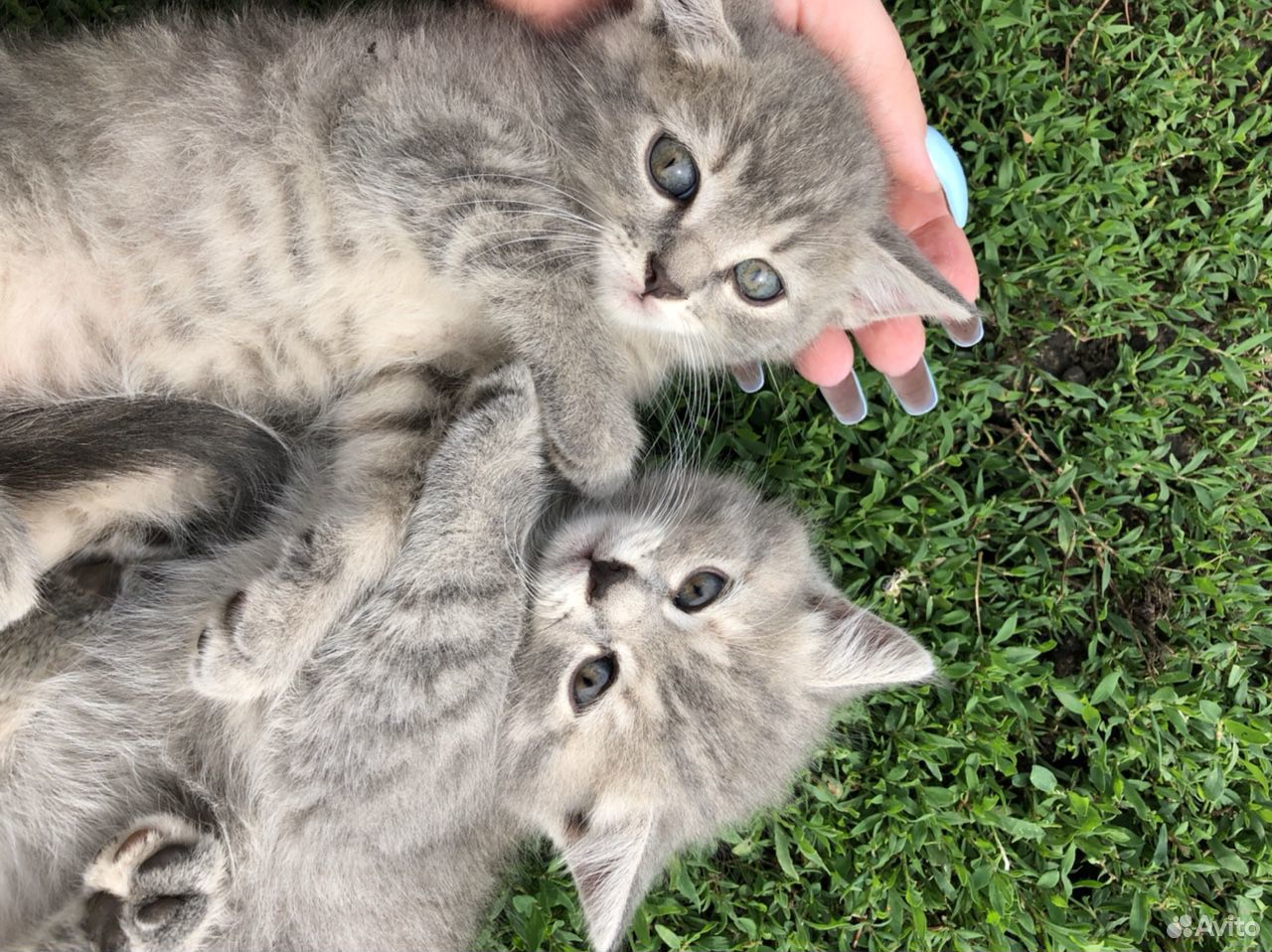 Куплю Котенка Недорого На Авито В Кузнецке