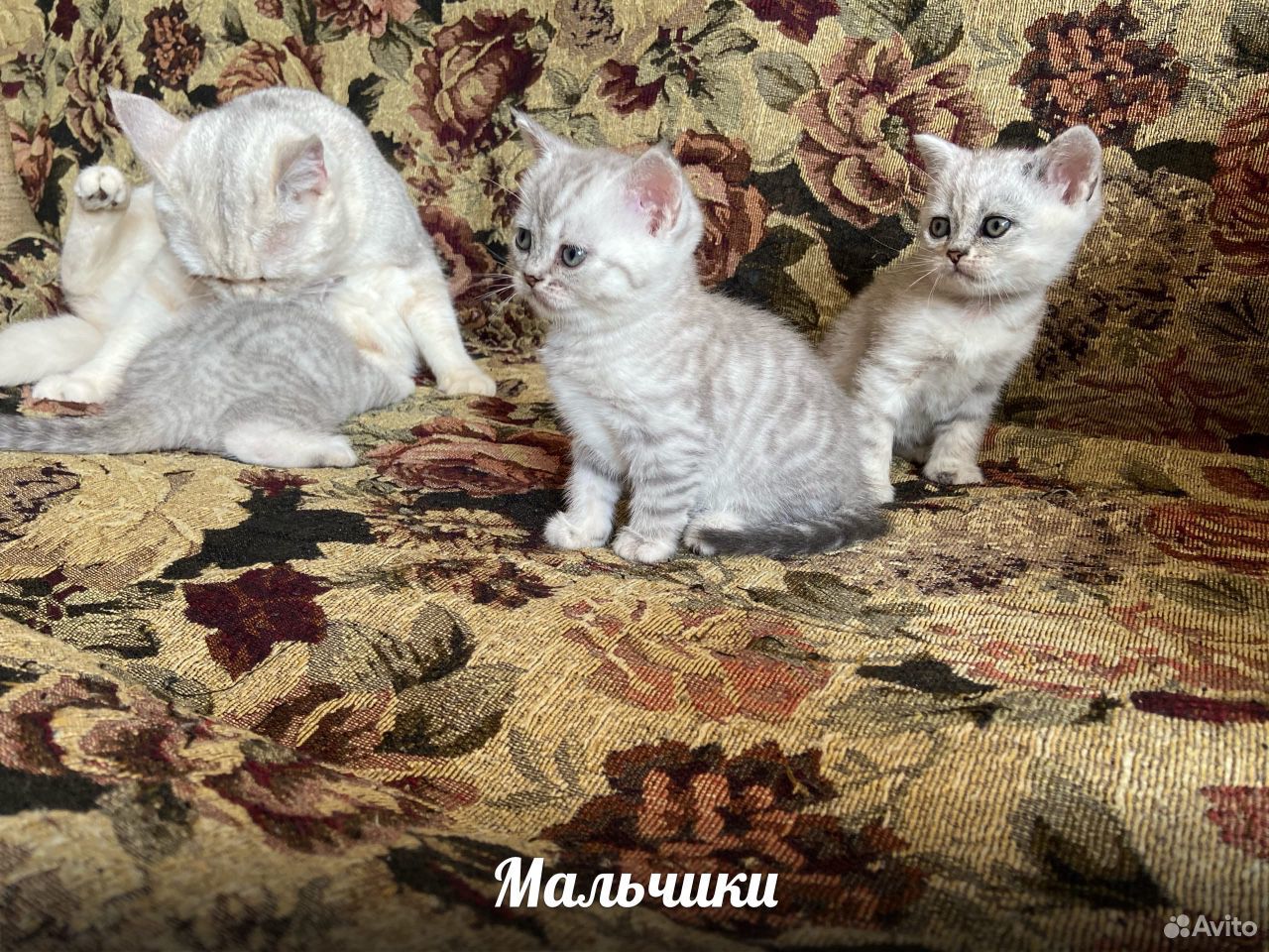 Британские котята (чистокровные) купить на Зозу.ру - фотография № 2
