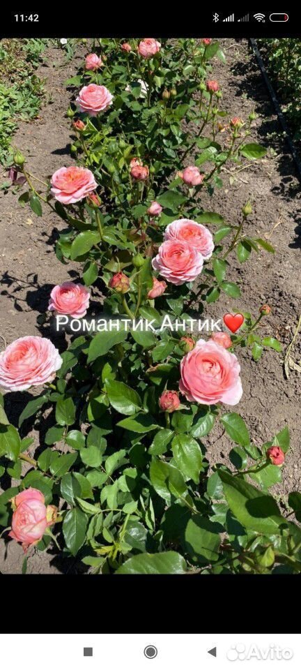 Розы купить на Зозу.ру - фотография № 2