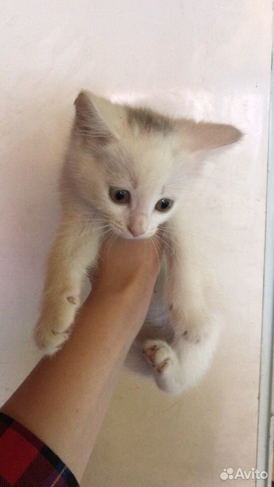 Белый котёнок 2 месяца, девочка купить на Зозу.ру - фотография № 4