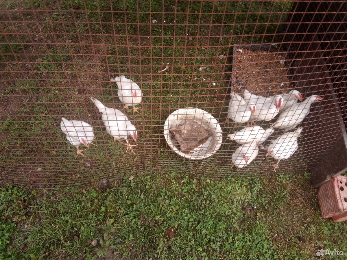 Цыплята яичной породы Ломан классик купить на Зозу.ру - фотография № 7