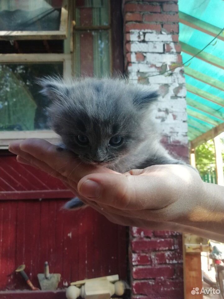 Котёнок ищет дом купить на Зозу.ру - фотография № 2