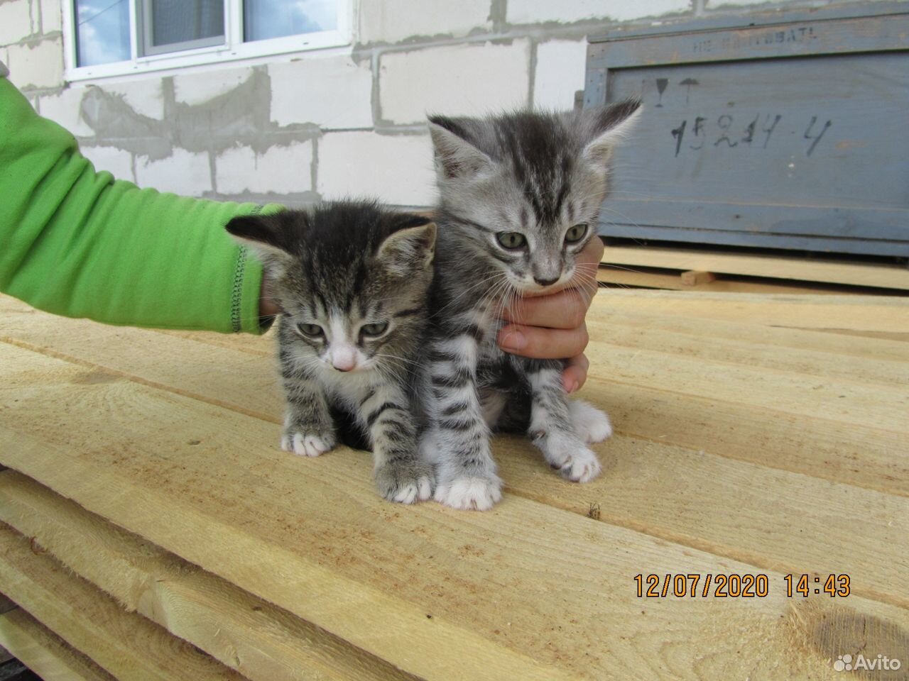 Котята ищут хозяина купить на Зозу.ру - фотография № 6