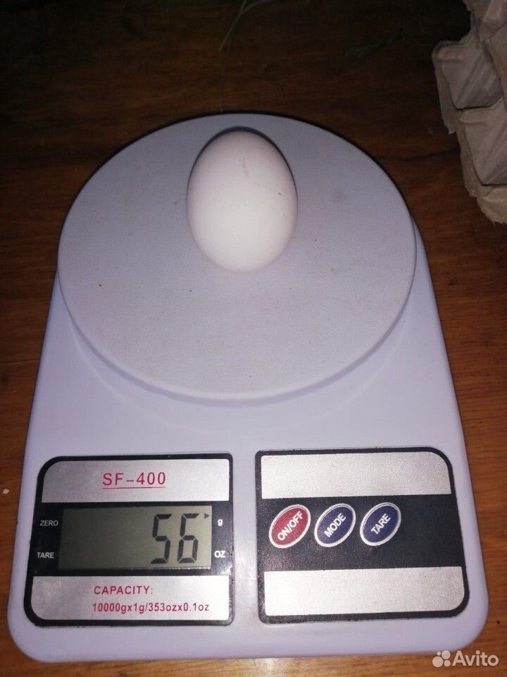 Домашнее куриное яйцо Куриное яйцо купить на Зозу.ру - фотография № 5