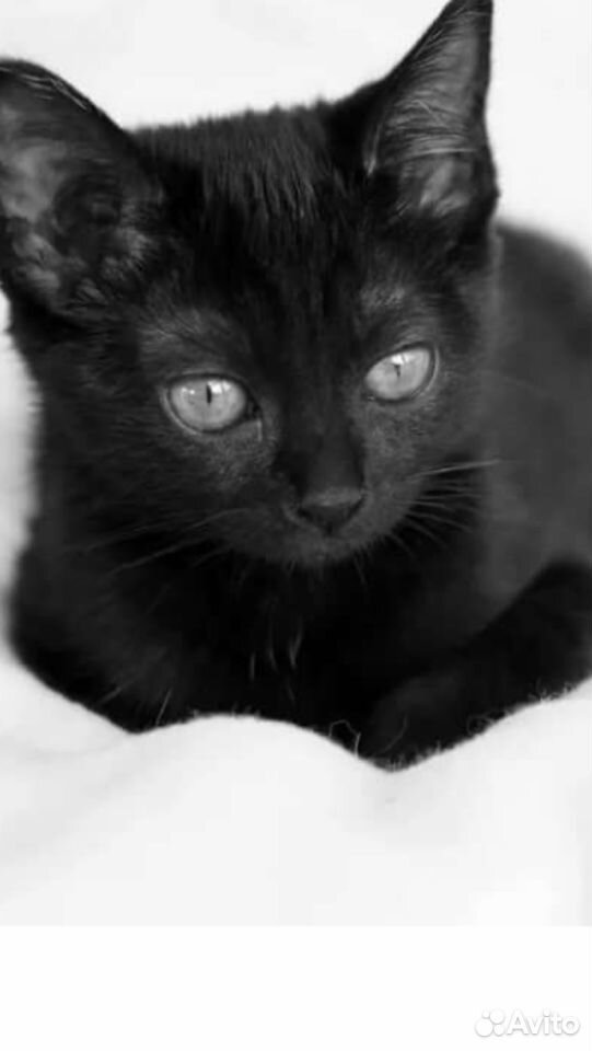 Чёрные котята купить на Зозу.ру - фотография № 2