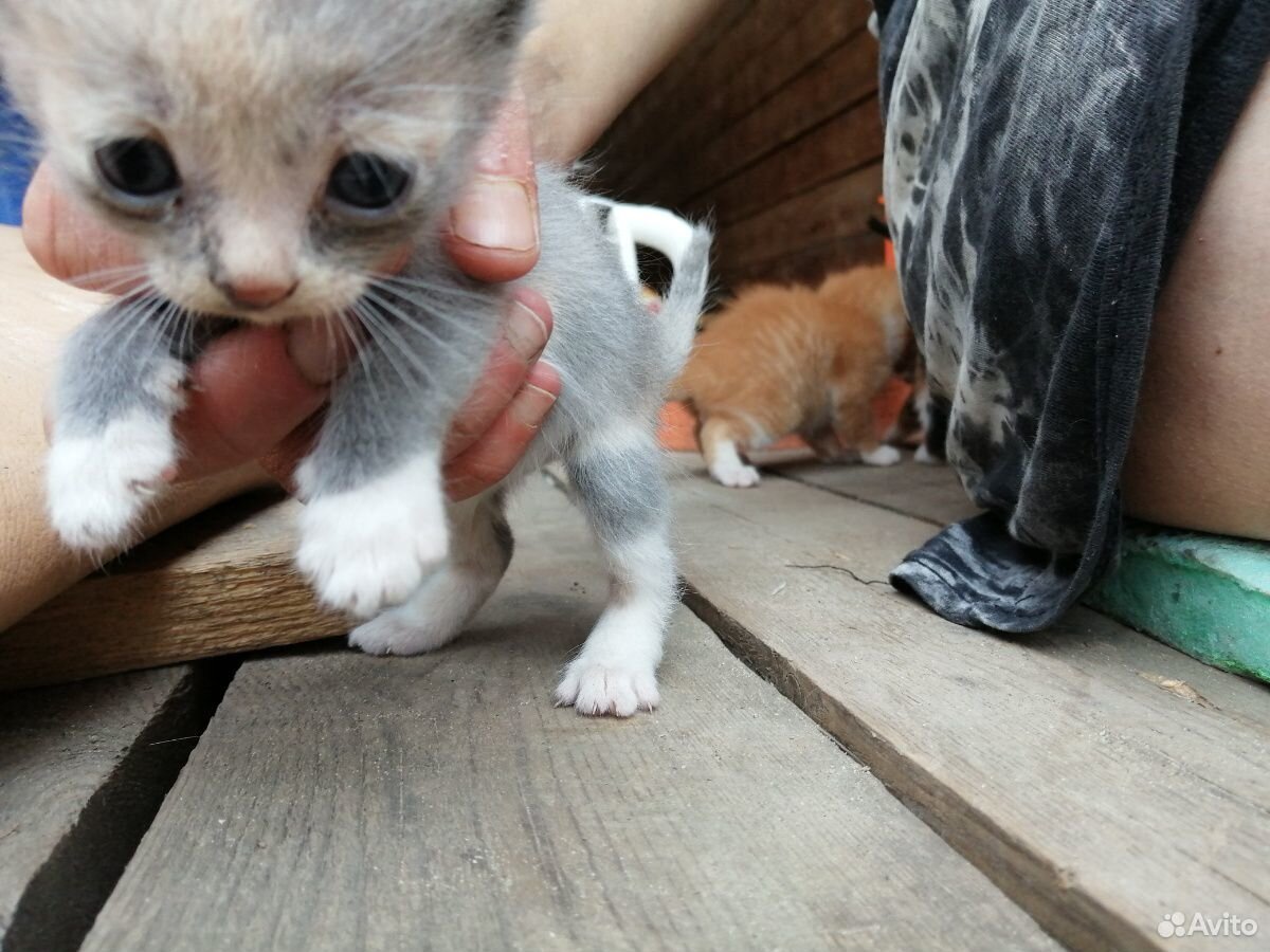Котята 1 месяц, начинают лакать молоко, мама кошка купить на Зозу.ру - фотография № 5