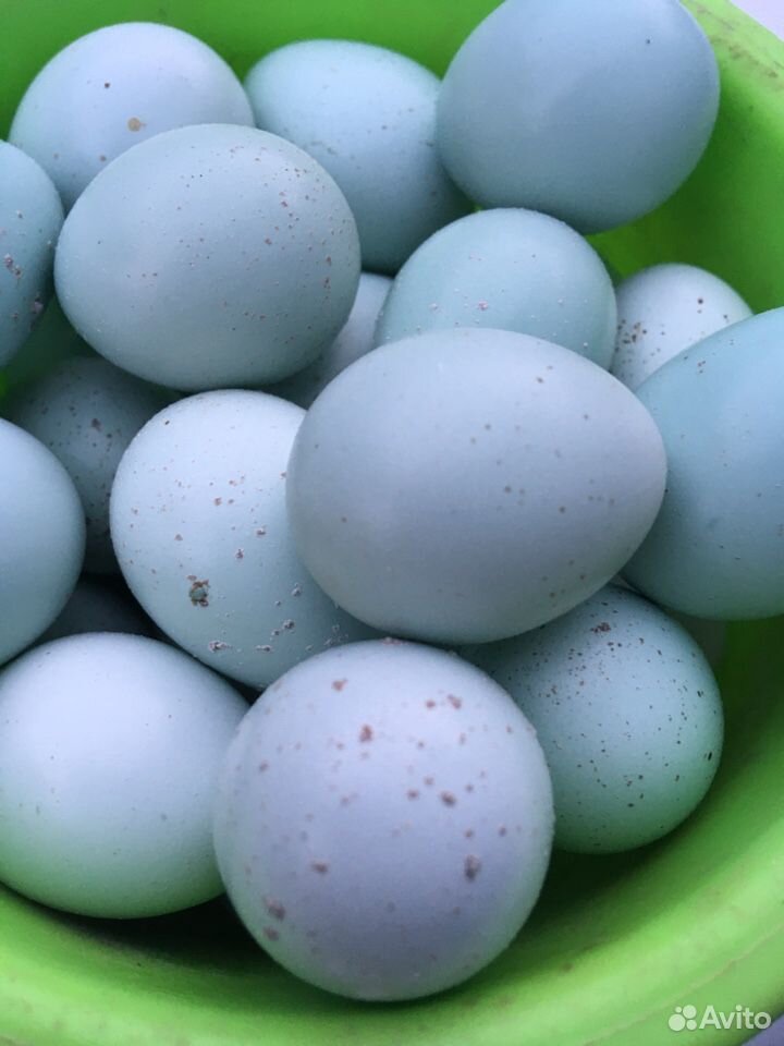 Перепела Селадон инкуб яйцо купить на Зозу.ру - фотография № 3