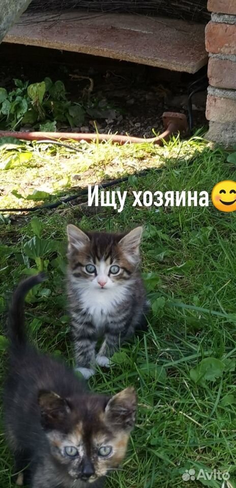 Котята ищут хозяев купить на Зозу.ру - фотография № 1