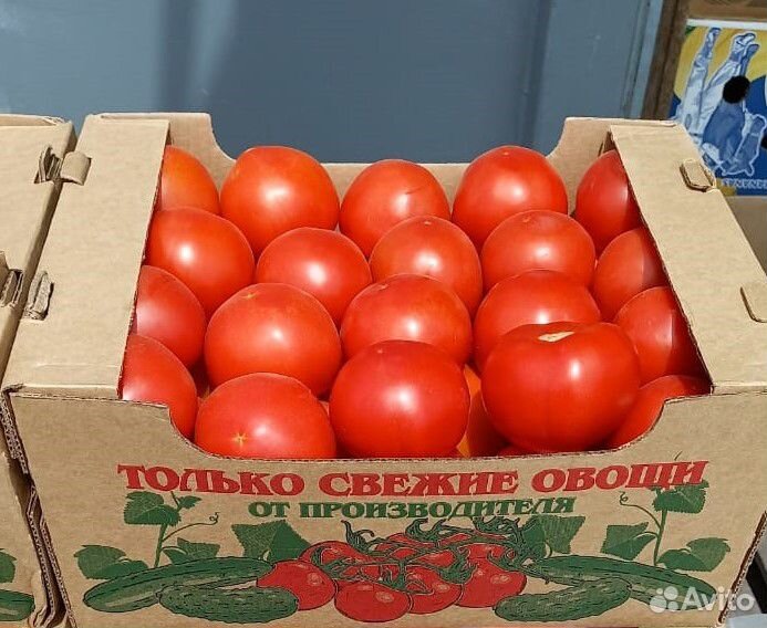 Помидоры/томаты сорт Лоджейн купить на Зозу.ру - фотография № 1