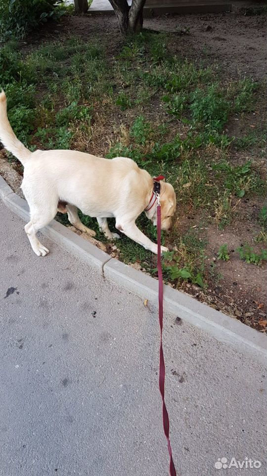 Найдена собака лабрадор купить на Зозу.ру - фотография № 3