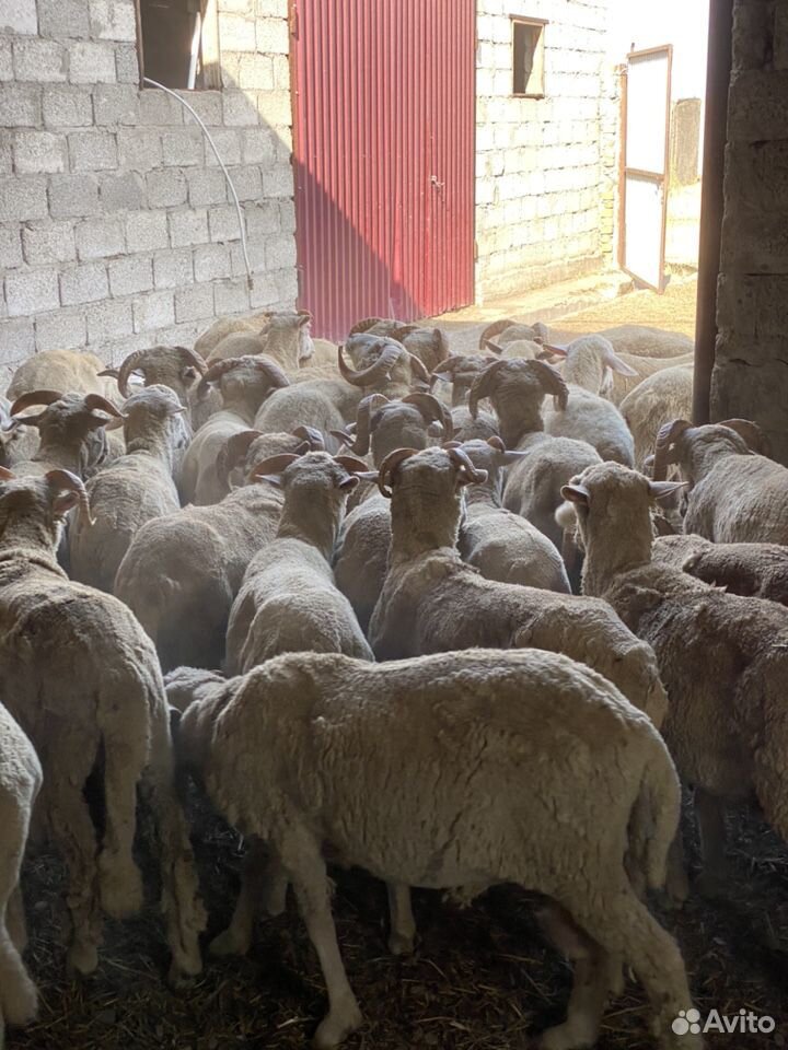 Бараны овцы купить на Зозу.ру - фотография № 10