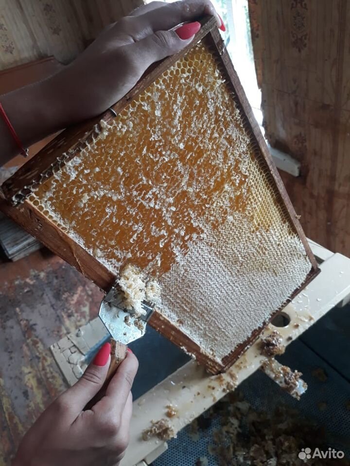 Продам мед с собственной пасеки купить на Зозу.ру - фотография № 1