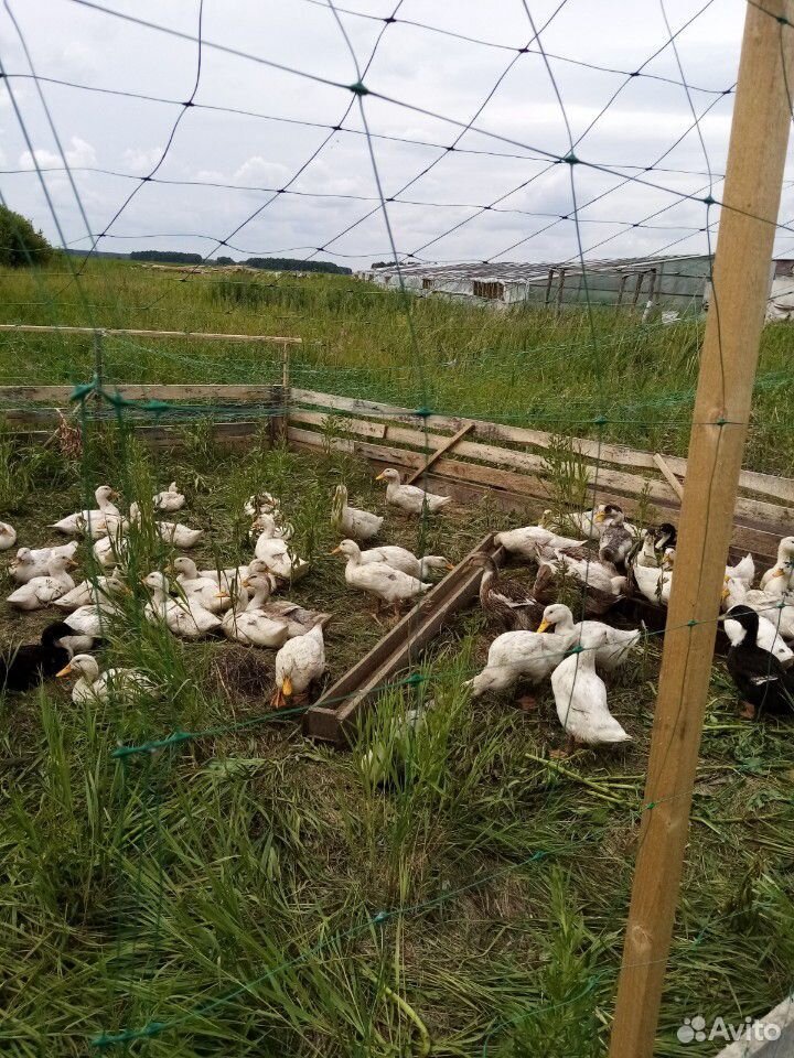 Мясо утки купить на Зозу.ру - фотография № 1