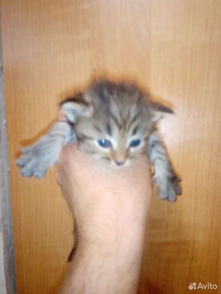 Кошка купить на Зозу.ру - фотография № 6