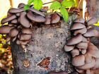 Мицелий грибов вешенка на палочках объявление продам