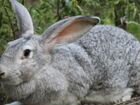 Продам кроликов от 1.5 месяцев до 3 месяцев объявление продам