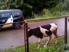Корова дойная и телка 1,5 лет объявление продам