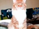 Котята Мейн-Кун (бронь) объявление продам