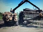 Лес Тополь подходит для производства поддонов объявление продам