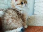 Золотой Британский длинношерстный котик BLH объявление продам