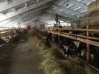 Животноводческая Молочная ферма объявление продам