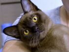 Бурманский котик объявление продам