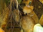 Кролики Ризен объявление продам