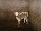 Корова с телёнком объявление продам