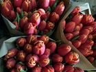 Доставка тюльпаны в Холмогорах объявление продам