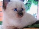 Тайский котик объявление продам