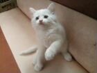 Котёнок от Турецкой ангоры объявление продам
