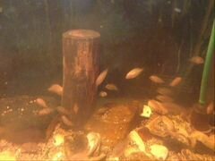Рыбки акара цихлиды клоун чернополосая